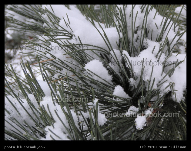 Needles and Snow - Mystic River Reservation, Somerville MA