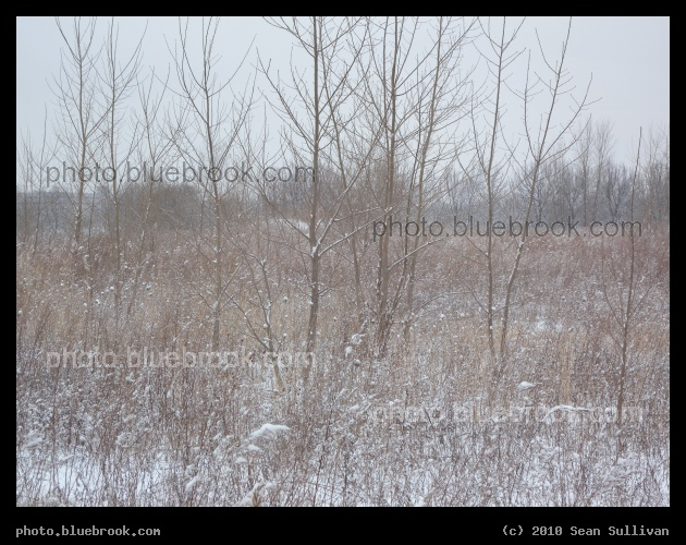 Winter Scrub - Assembly Square, Somerville MA
