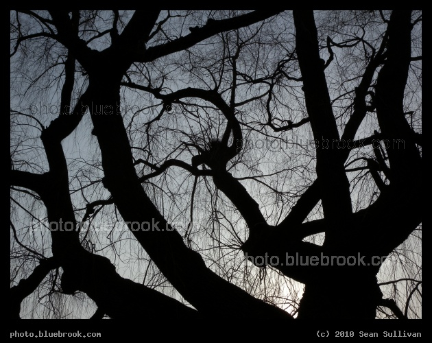 Sky Climb - Public Garden, Boston MA