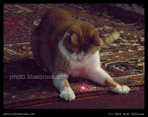 Chasing the Red Dot - Somerville MA