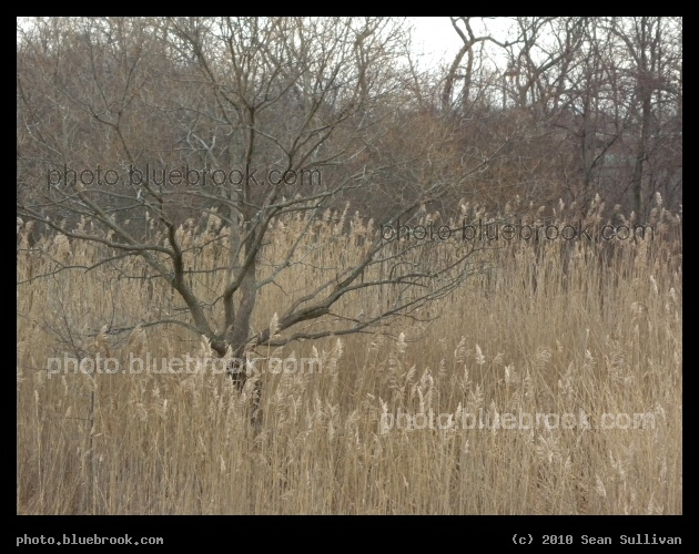 Layers of Tan and Brown - Braintree MA