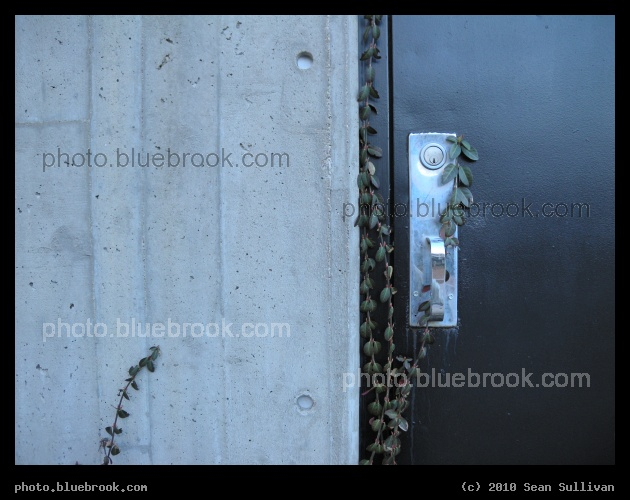 Door Captured by Vines - A utility access door at the MBTA Braintree subway station, Braintree MA