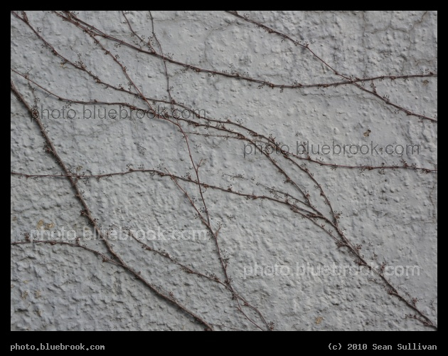 Vines on the Wall - Adjacent to the MBTA Uphams Corner train station, Boston MA