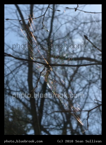 Spider Silk Prism - Middlesex Fells Reservation, Melrose MA