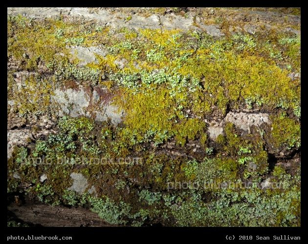 Mixed Mosses on Bark - Middlesex Fells Reservation, Melrose MA