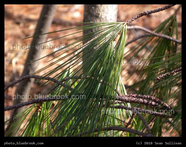 Splay of Needles - Middlesex Fells Reservation, Melrose MA