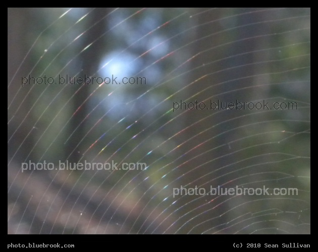 Through the Web - Shimmering color patterns on a spiderweb, Middlesex Fells Reservation, Melrose MA