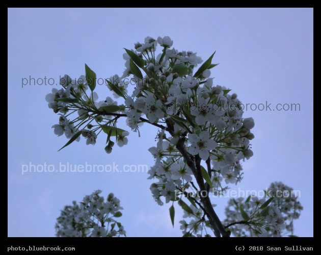 Flowers at Dusk - Spring flowers on a tree, Somerville MA