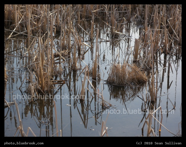 Portland Reeds - Portland MA