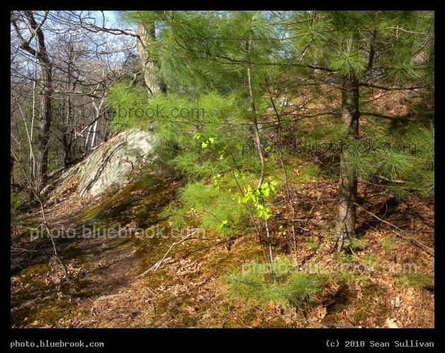 Evergreens in Early Spring - Middlesex Fells Reservation, Melrose MA