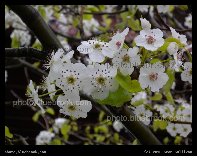 Cluster of White Blossoms - Chelsea MA