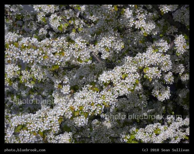 Floral Ripples - Near the Esplanade, Boston MA