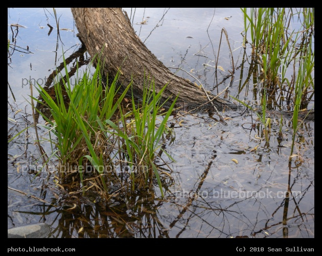 Rising from Water - Danehy Park, Cambridge MA