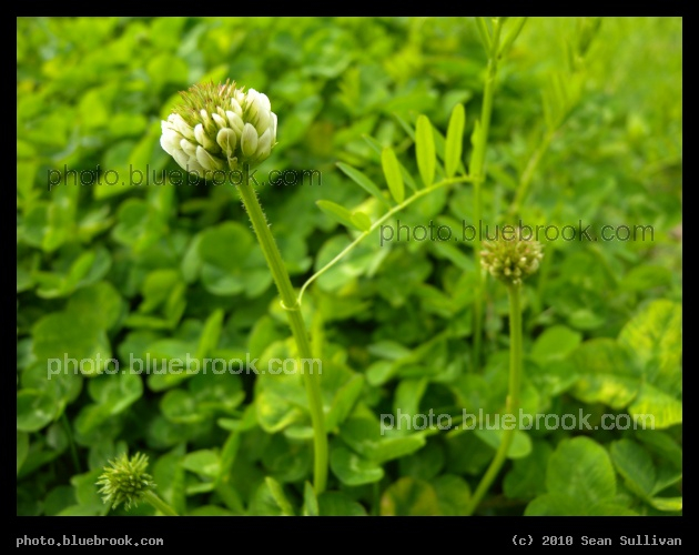 Clover Flower - Lawrence MA