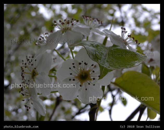 Chelsea Blossoms - Chelsea MA