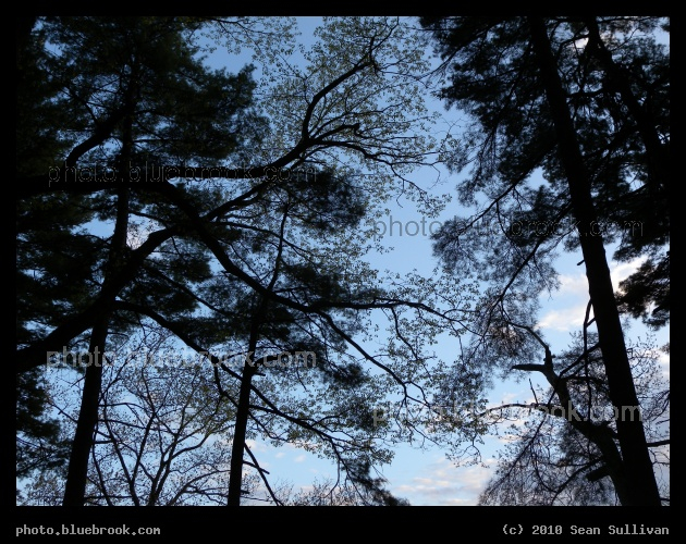 Silhouette of Trees at Sunset - Winchester MA