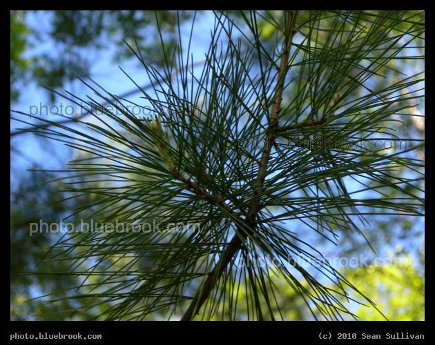 Spray of Needles - Grafton MA