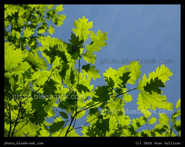 Leaf Silhouette - Spring leaves against clear sky, Grafton MA