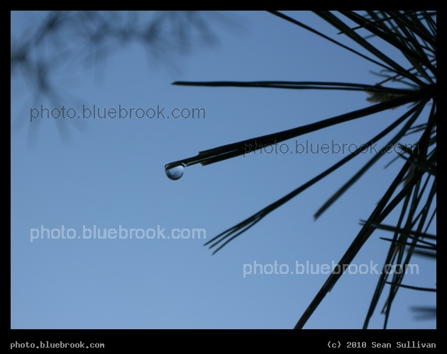 Raindrop on a Needle - After an afternoon thunderstorm, Amherst MA