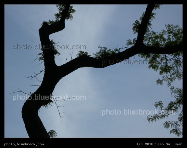 Twisting Branches - Central Park, New York City
