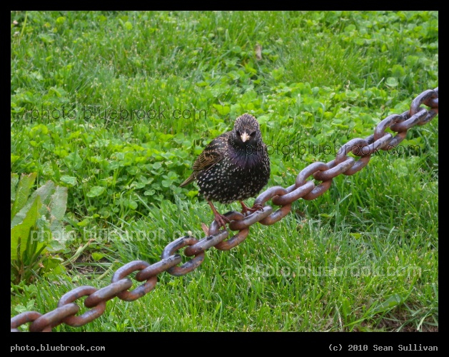 Starling on the Chain - Battery Park, New York City