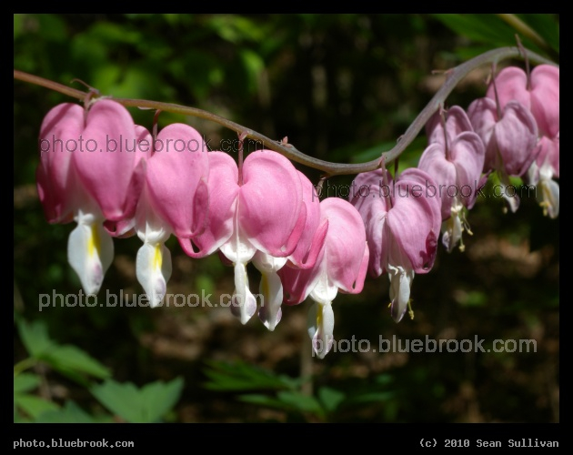 String of Hearts - Bleeding Heart flowers, Grafton MA