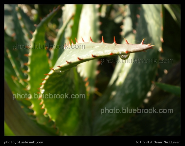 Droplet Beneath - Satellite Beach, FL
