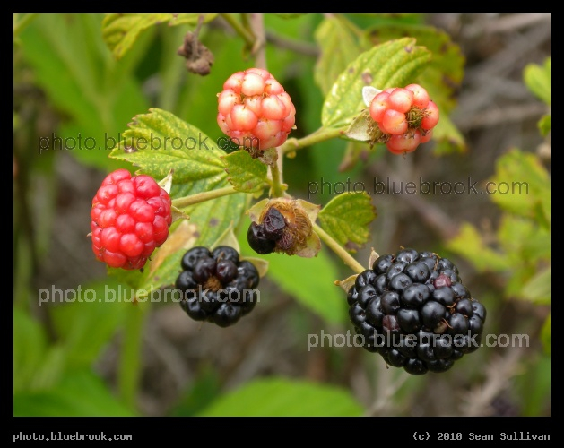 The Berries of Harmony - Harmony, FL