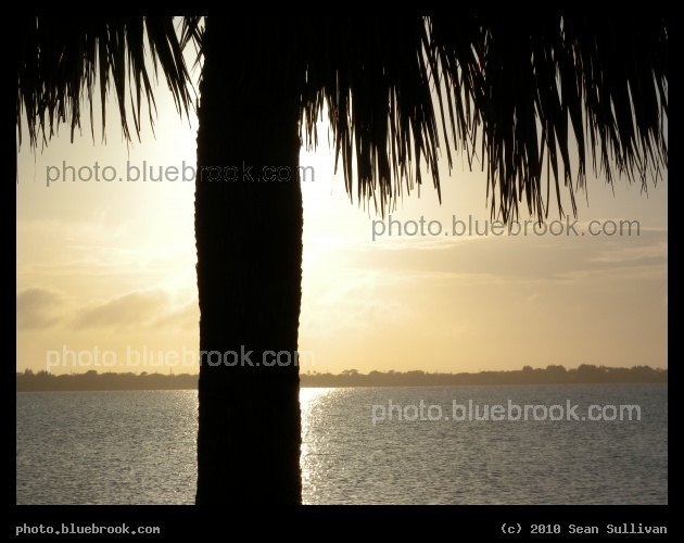 Palm and Horizon - On the Eau Gallie Causeway, Melbourne FL