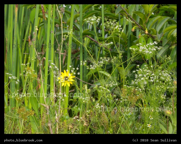 Delicate Flowers - Satellite Beach, FL