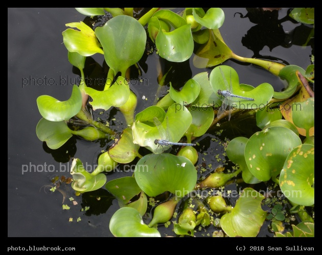 Pair of Dragonflies - At the western edge of the Three Forks Marsh Conservation Area, near Kenansville FL