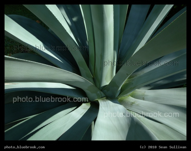 Succulent Symmetry - Indian Harbour Beach, FL