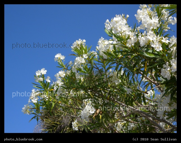Sky Flowers - Indian Harbour Beach, FL