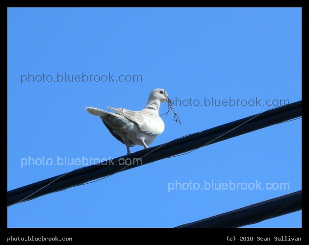 Dove - Indian Harbour Beach, FL