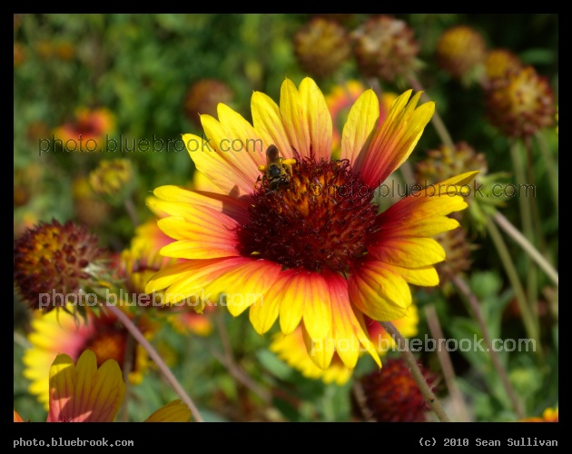 Colorful Target - Indian Harbour Beach, FL