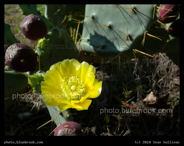 Cactus Flower - Indian Harbour Beach, FL