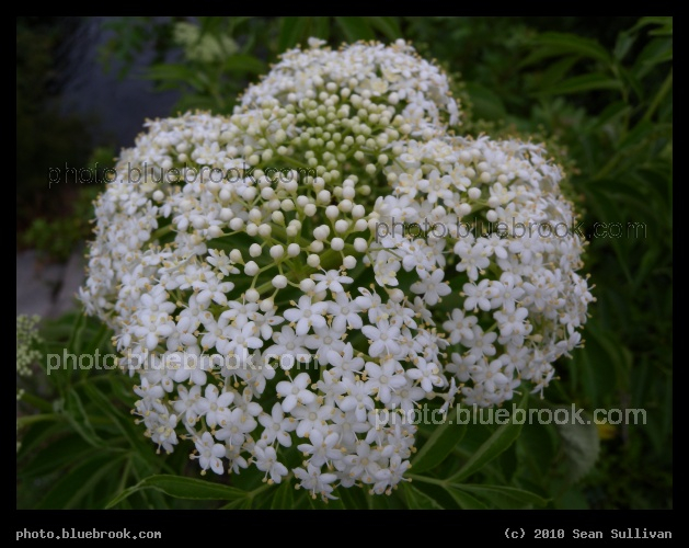 Little White Flowers - Beside a canal north of the Melbourne Square Mall, Melbourne FL