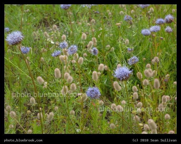 Plymouth Wildflowers - Plymouth MA