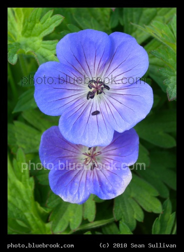 Purple Petals - Portland, ME