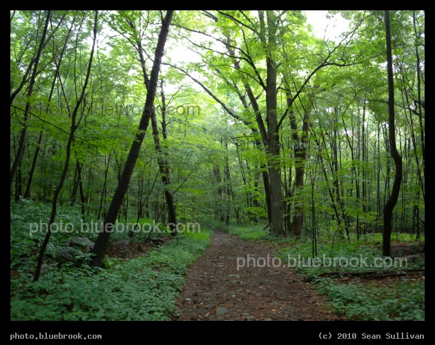 Emerald Morning - Middlesex Fells Reservation near sunrise, Medford MA