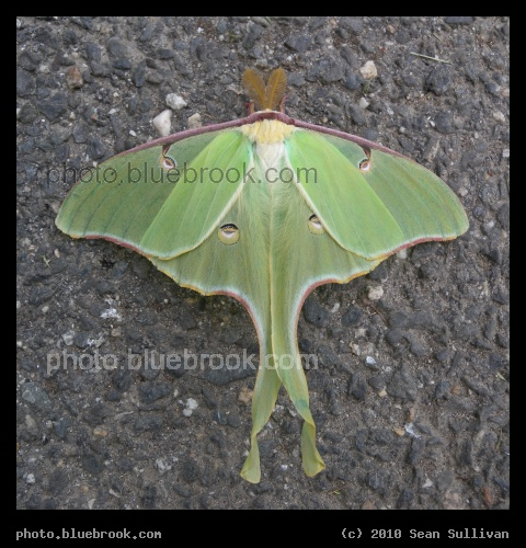 Luna Moth - Portland ME