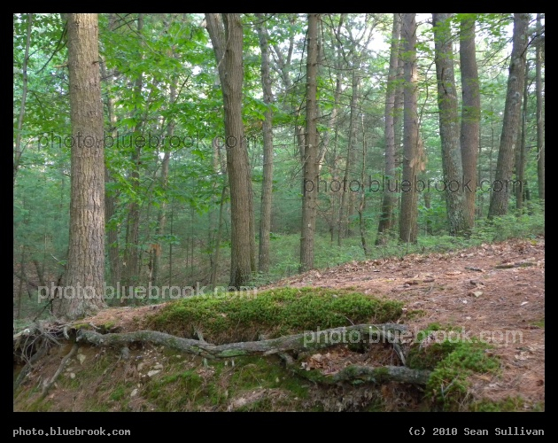 Roots at Walden - Beside a trail at Walden Pond, Concord MA