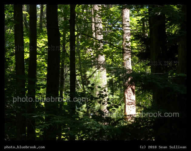 Layers of Light and Shadow - Shutesbury MA