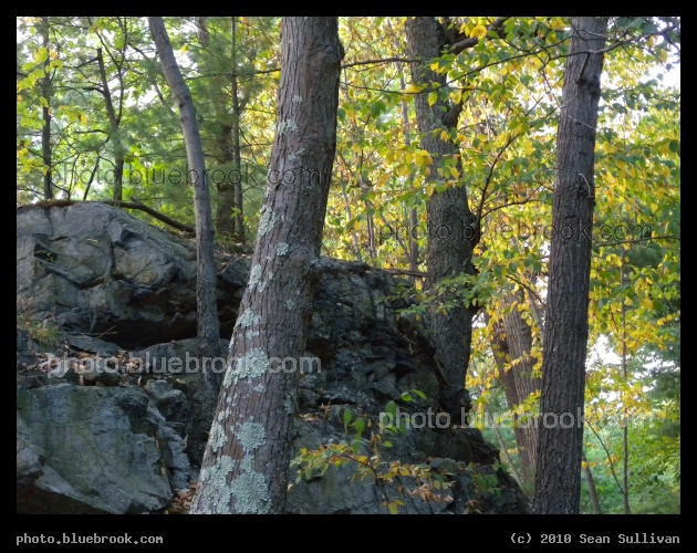 Rock and Trees - Late afternoon on the Skyline Trail, Middlesex Fells Reservation, Medford MA