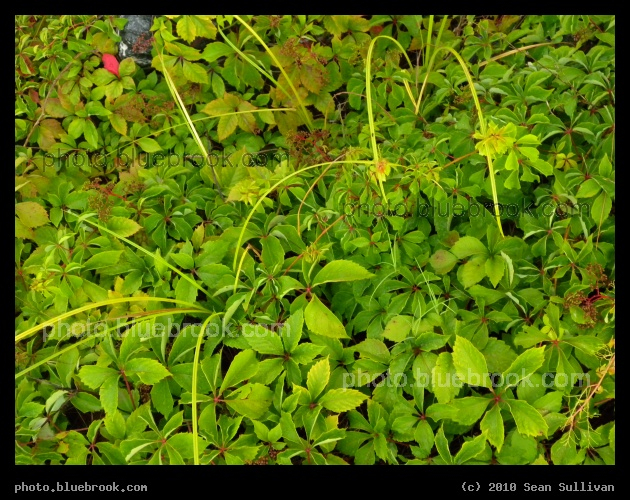 Cluster of Vines - Melbourne FL