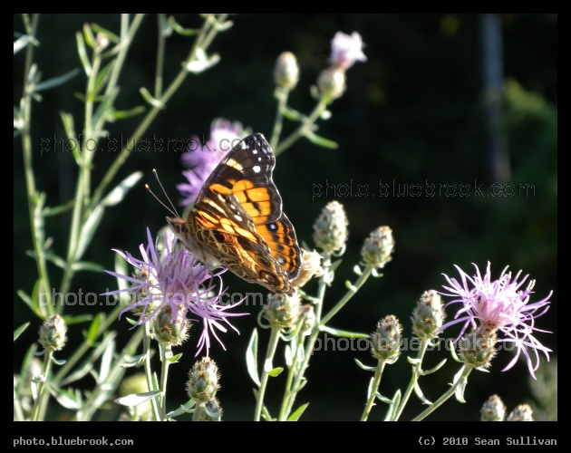 Butterfly in a Wild Garden - Painted Lady butterfly on purple flowers, near Natick MA