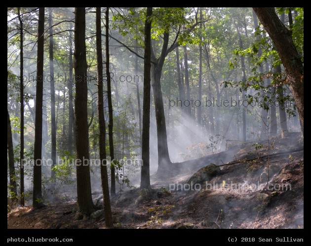 Light in the Forest - Middlesex Fells Reservation, Winchester MA