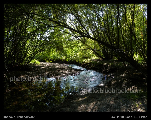 Arching Trees, Bending Brook - A stream in the Arboretum near the Arborway Gate, Jamaica Plain MA
