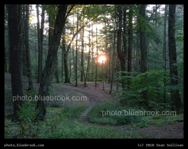 Curving Path - Virginia Wood in the Middlesex Fells Reservation, Stoneham MA