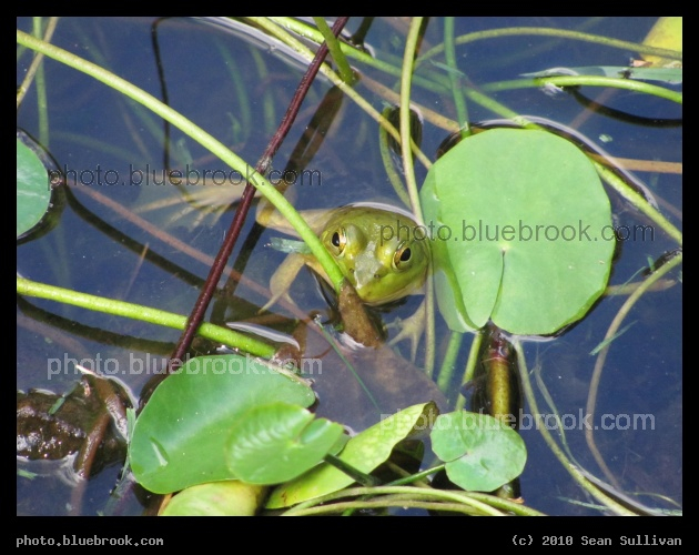 Among the Lillypads - Essex MA